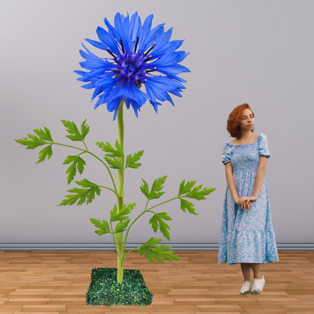 Giant Cornflower Agricultural Flower Displays