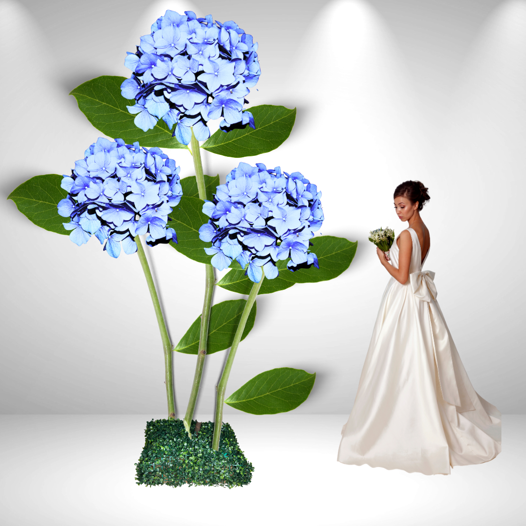 Giant Standing Hydrangeas