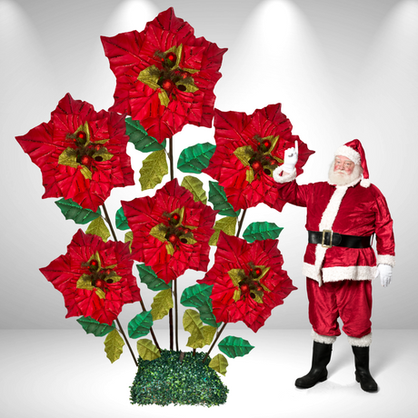 Riesige stehende Weihnachtssternblume 