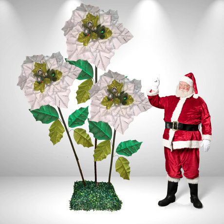 Riesige stehende Weihnachtssternblume 