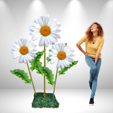 Giant Bouquet of Daisies