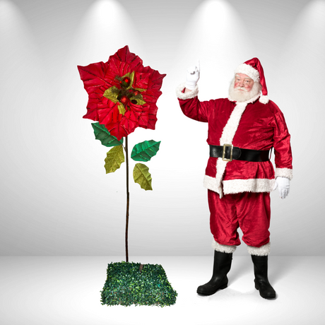 Riesige stehende Weihnachtssternblume 