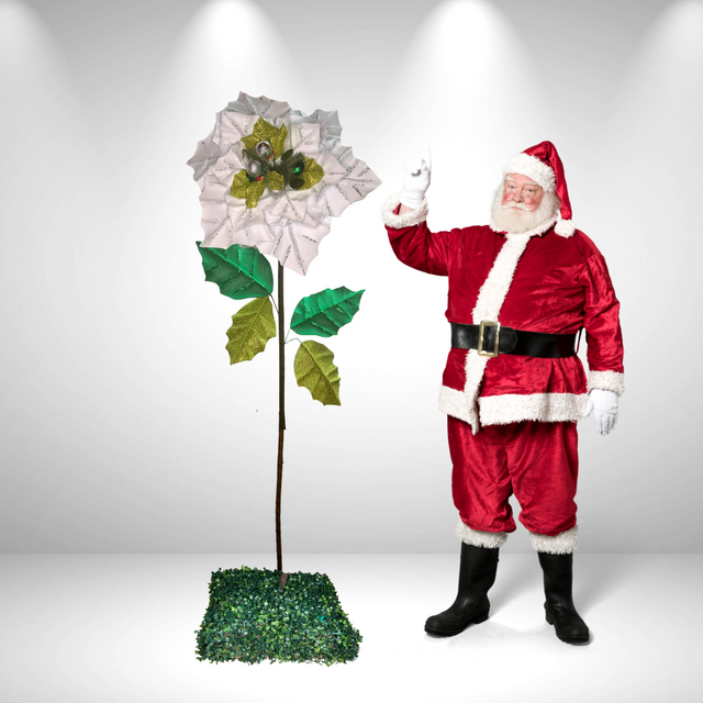 Riesige stehende Weihnachtssternblume 