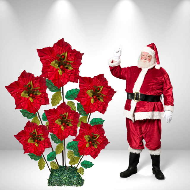 Riesige stehende Weihnachtssternblume 