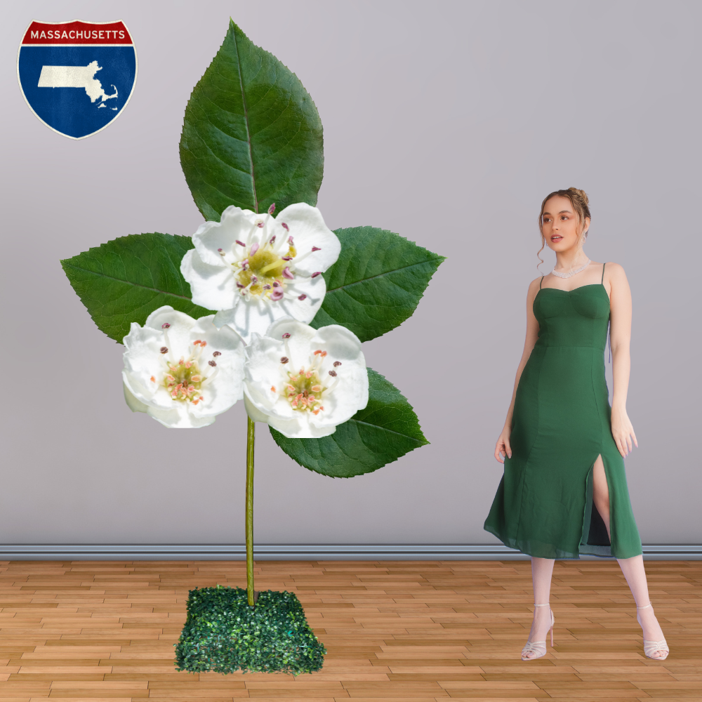 Giant Standing Mayflower| State of Massachussettes Flower